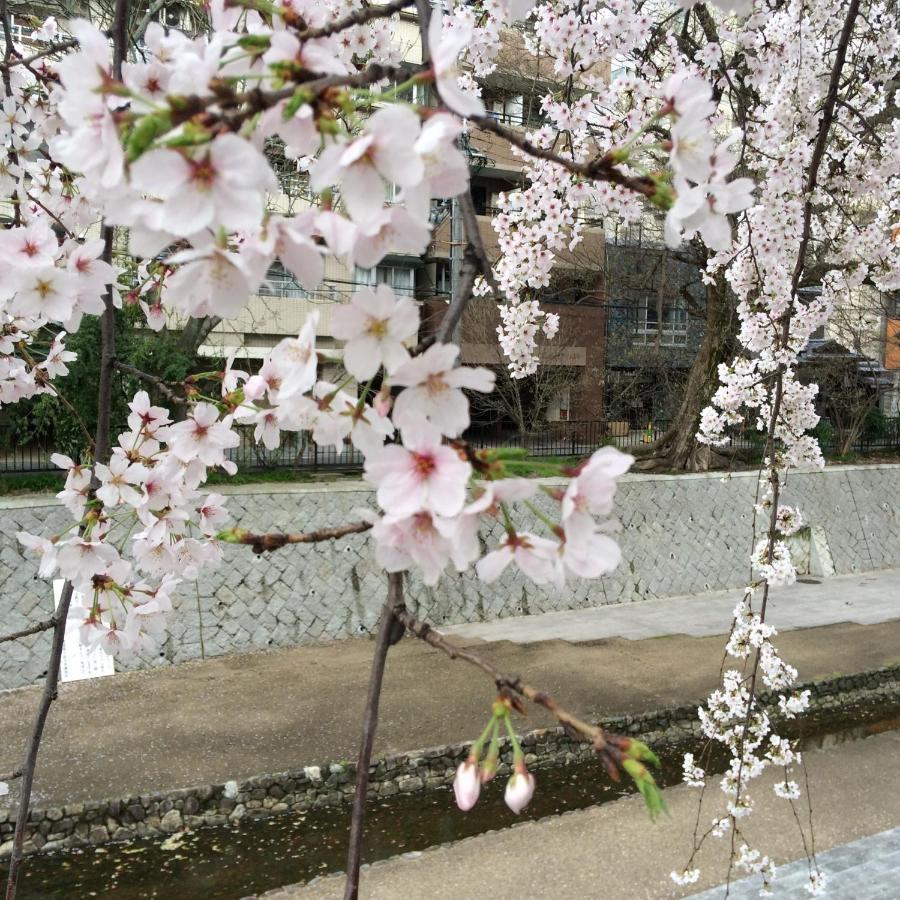 Sanzen Ya Kyoto さんぜんやきょうと- Cozy Art Space For Lover Of Travel - מראה חיצוני תמונה